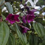 Tibouchina lepidota