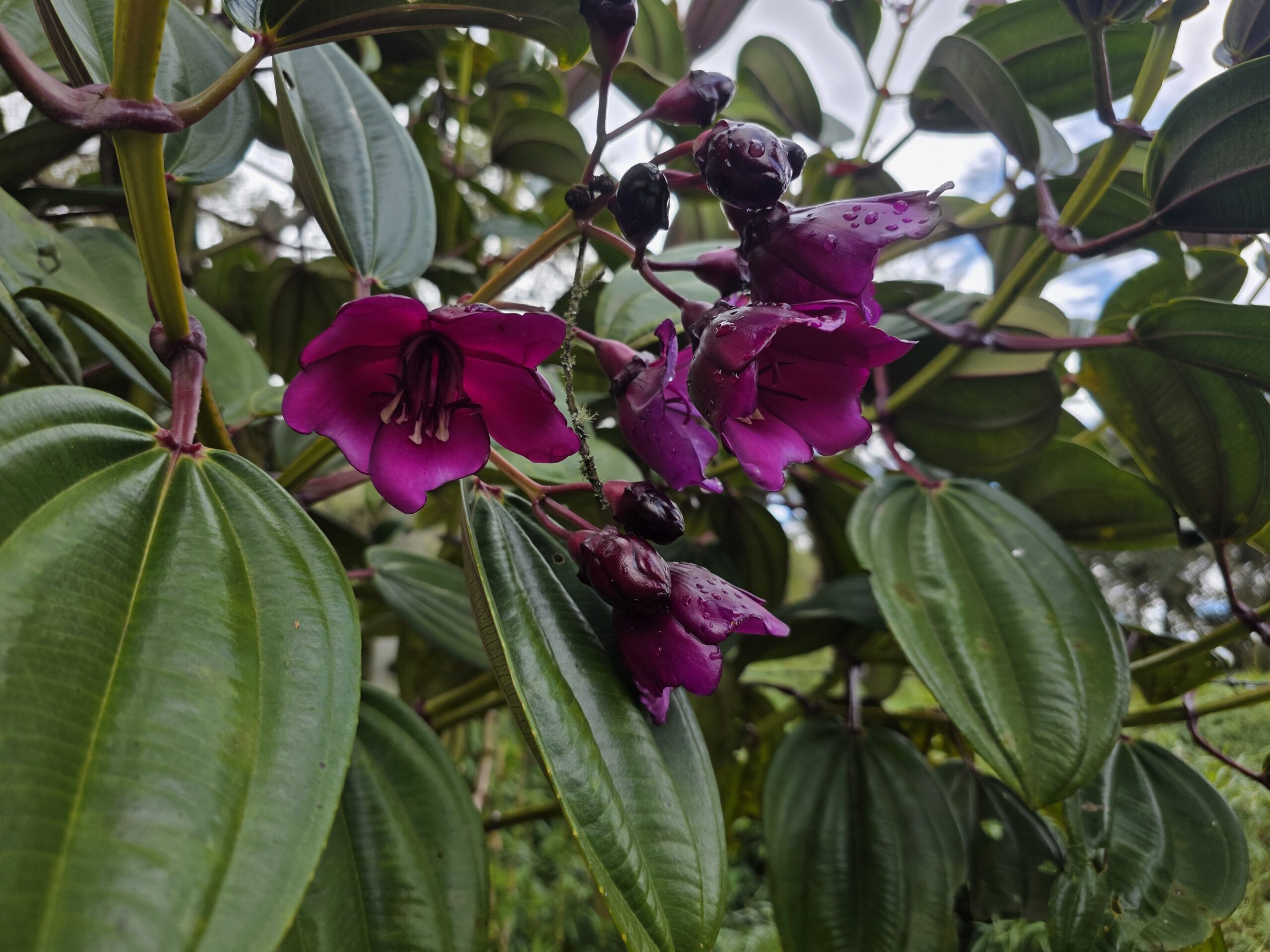 Tibouchina lepidota